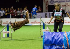 Dropped Bars in Dog Agility
